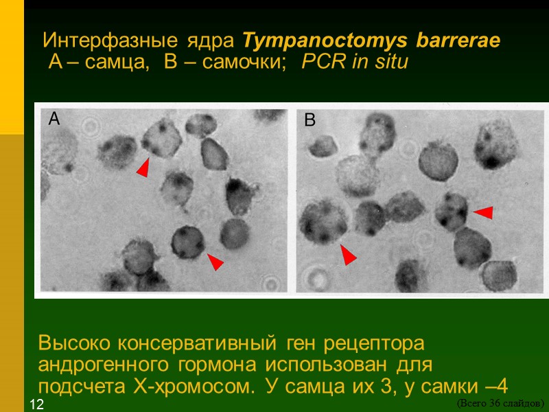 Интерфазные ядра Tympanoctomys barrerae   A – самца,  B – самочки; 